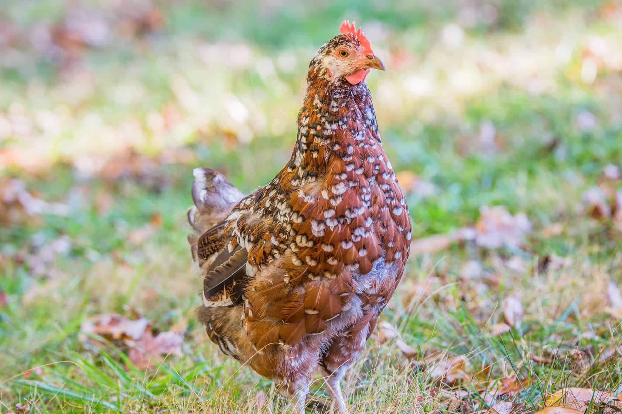 Speckled Sussex Chicks - Image 2