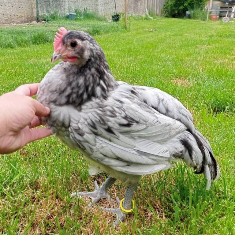 Splash Australorp Chicks Hard Run Acres