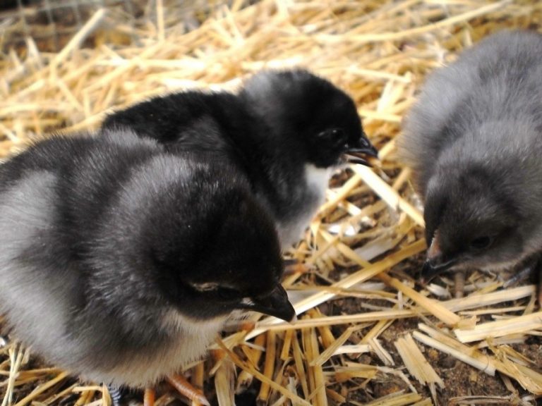Splash Australorp Chicks Hard Run Acres