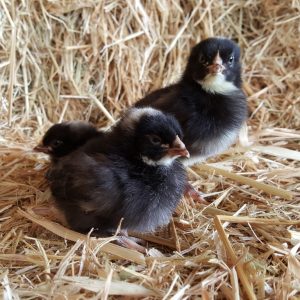 Black Sex-Link Female DOB 1/9/26