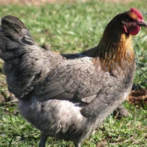 Blue Copper Marans Unsexed Chicks 3/11/26
