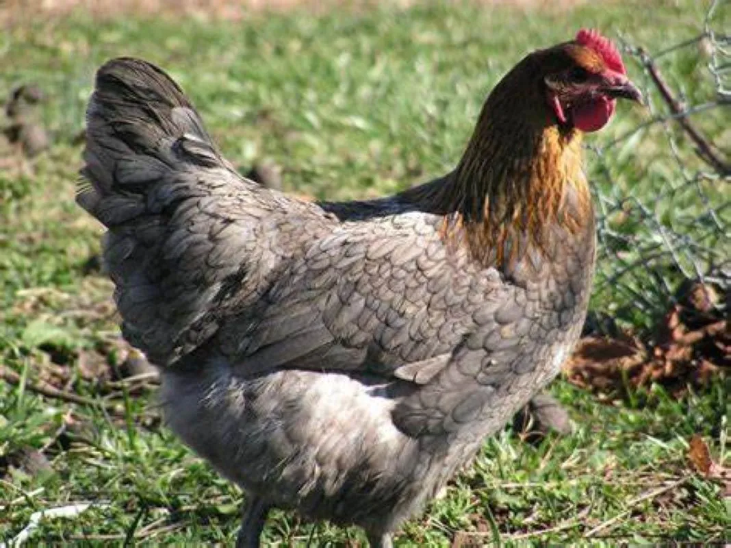 Blue Copper Marans Unsexed Chicks 3/11/26