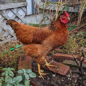 Cinnamon Queen Female Chicks DOB 12/24/25