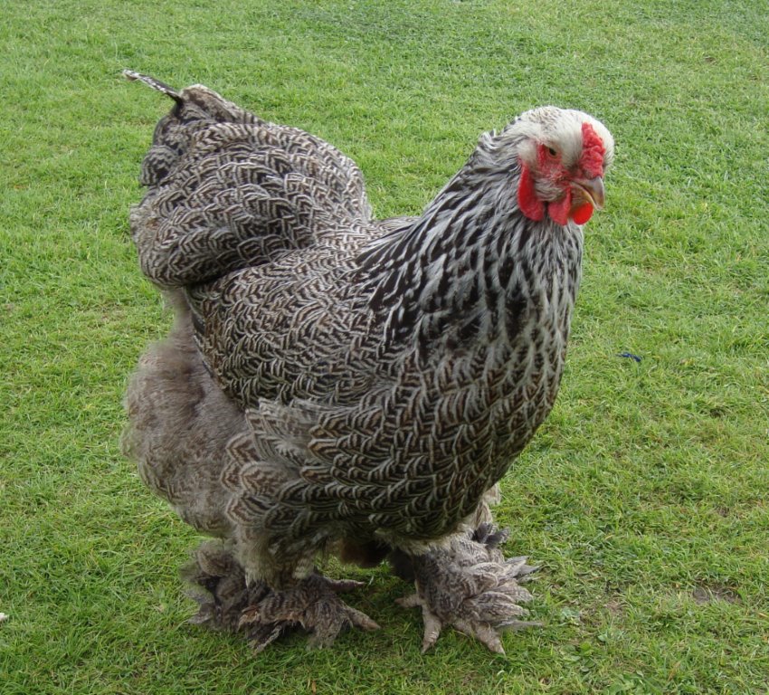 Brahma Chickens