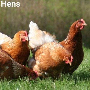 (F) Hens