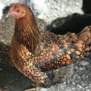 BLACK LACED RED WYANDOTTE