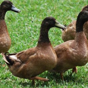 Khaki Campbell Ducklings DOB 1/17/26