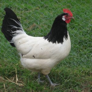 Lakenvelder Female Chicks DOB 2/11/26