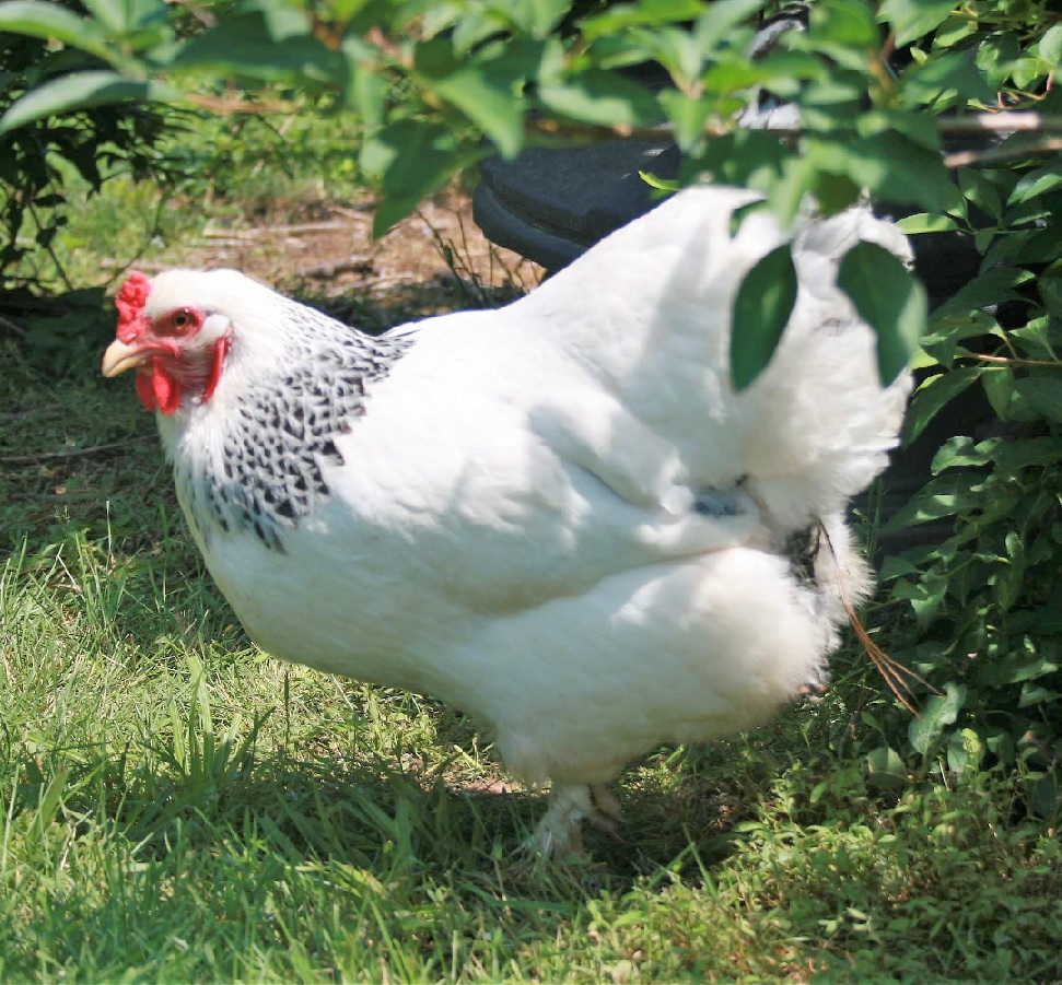 Secret Chicken Garden Wide Leg Pants, light brahma – Drinking with Chickens