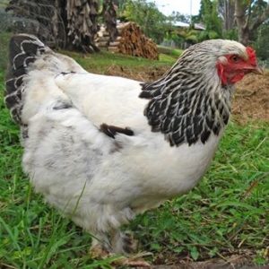 Light Brahma Straight Run Chick DOB 1/9/26