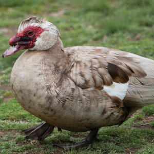 Muscovy