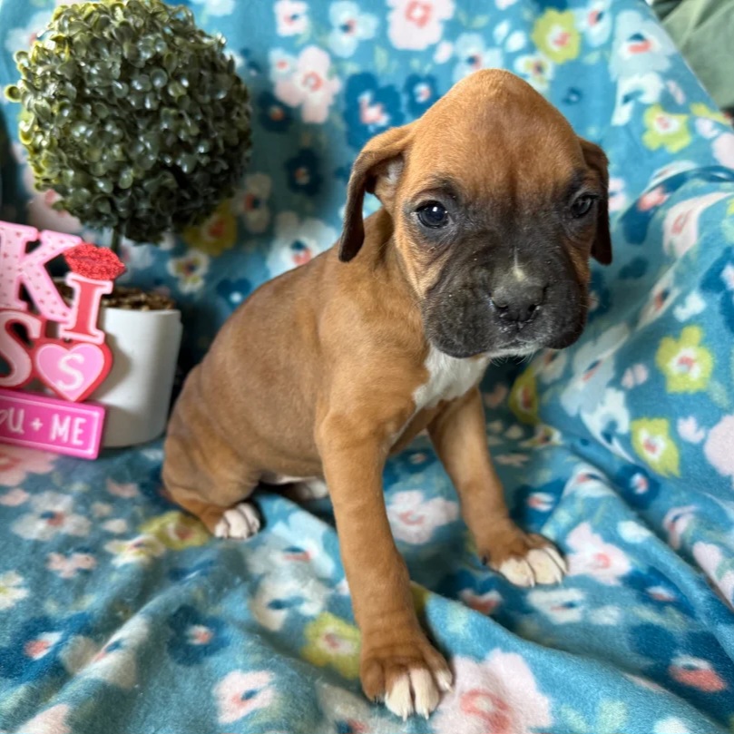 Boxer puppy willow