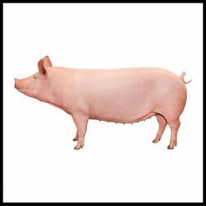 Hogs