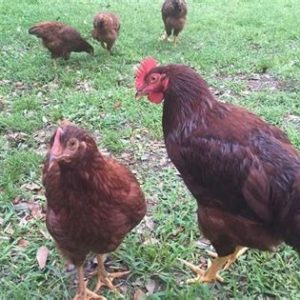 Rhode Island Red Female Chicks DOB 1/19/26