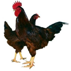 RHODE ISLAND RED