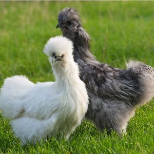 SILKIES