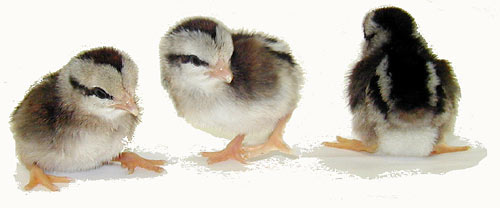 Silver Duckwing Old English Game Bantam DOB 1/9/26 - Image 3