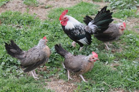 Silver Duckwing Old English Game Bantam DOB 1/9/26